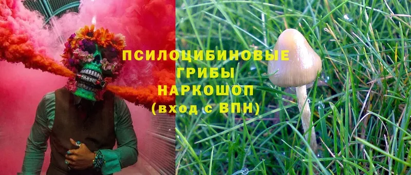 Псилоцибиновые грибы Cubensis  кракен как зайти  Абаза 